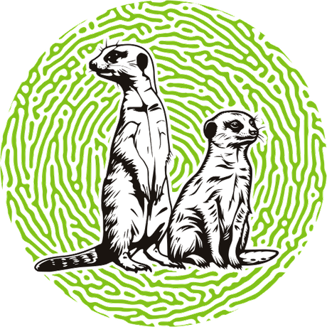 Meerkat — KaleidoAfrique